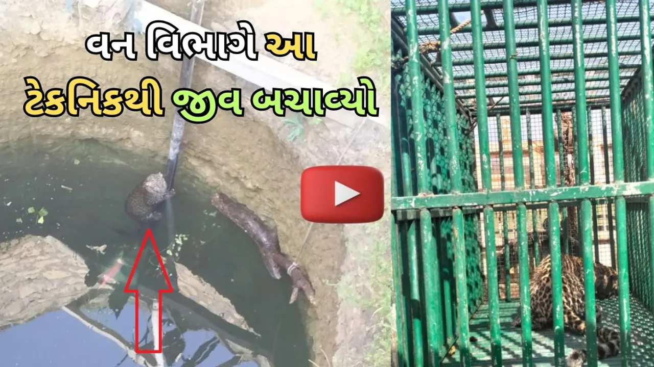 jafrabad Leopard Rescue Video