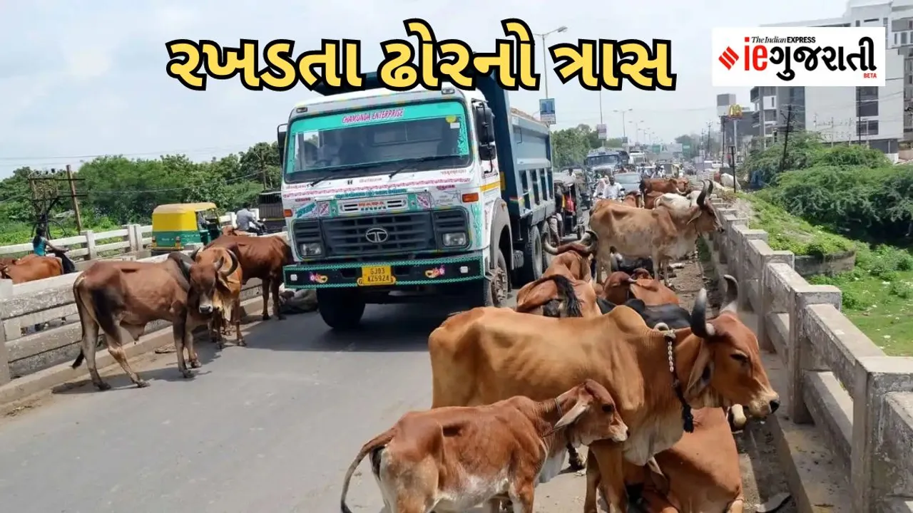Stray Cattle | Gujarat High Court