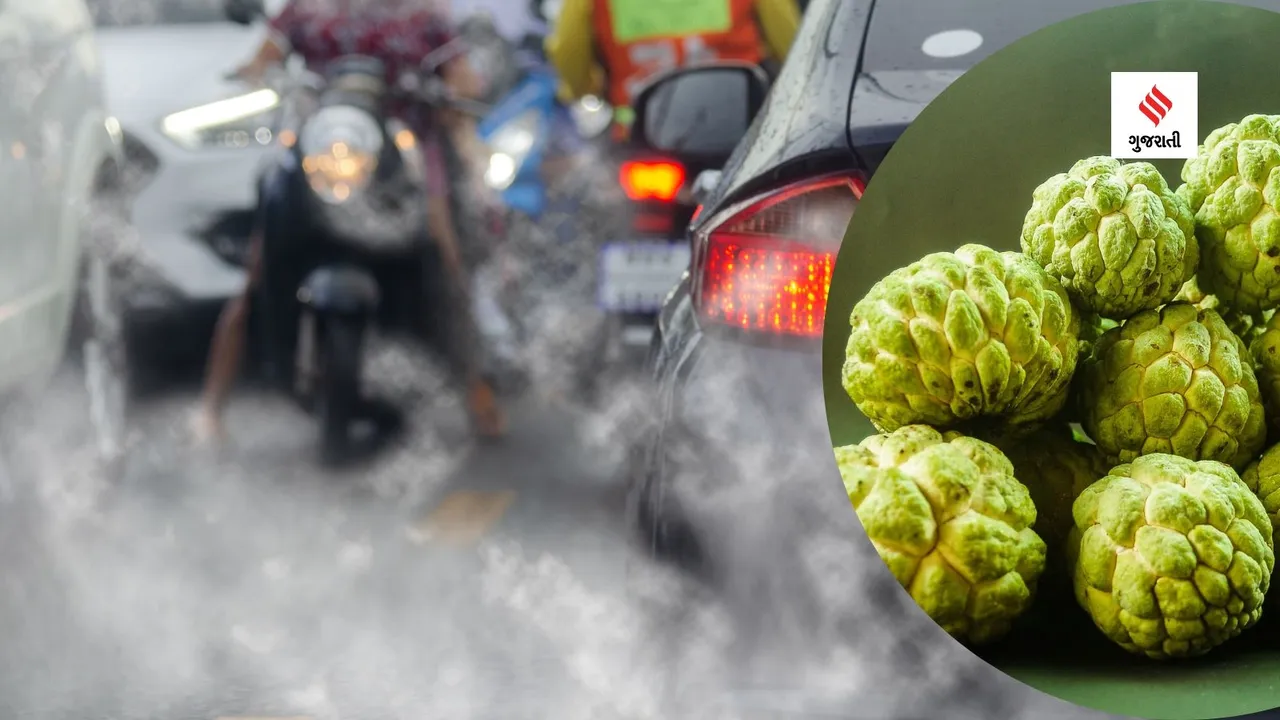 Custard Apple | Custard Apple Benefits For Lung Health | Custard Apple Health Benefits For Lung | Custard Apple nutrition | Custard Apple heatl tips | Custard Apple Health benefits