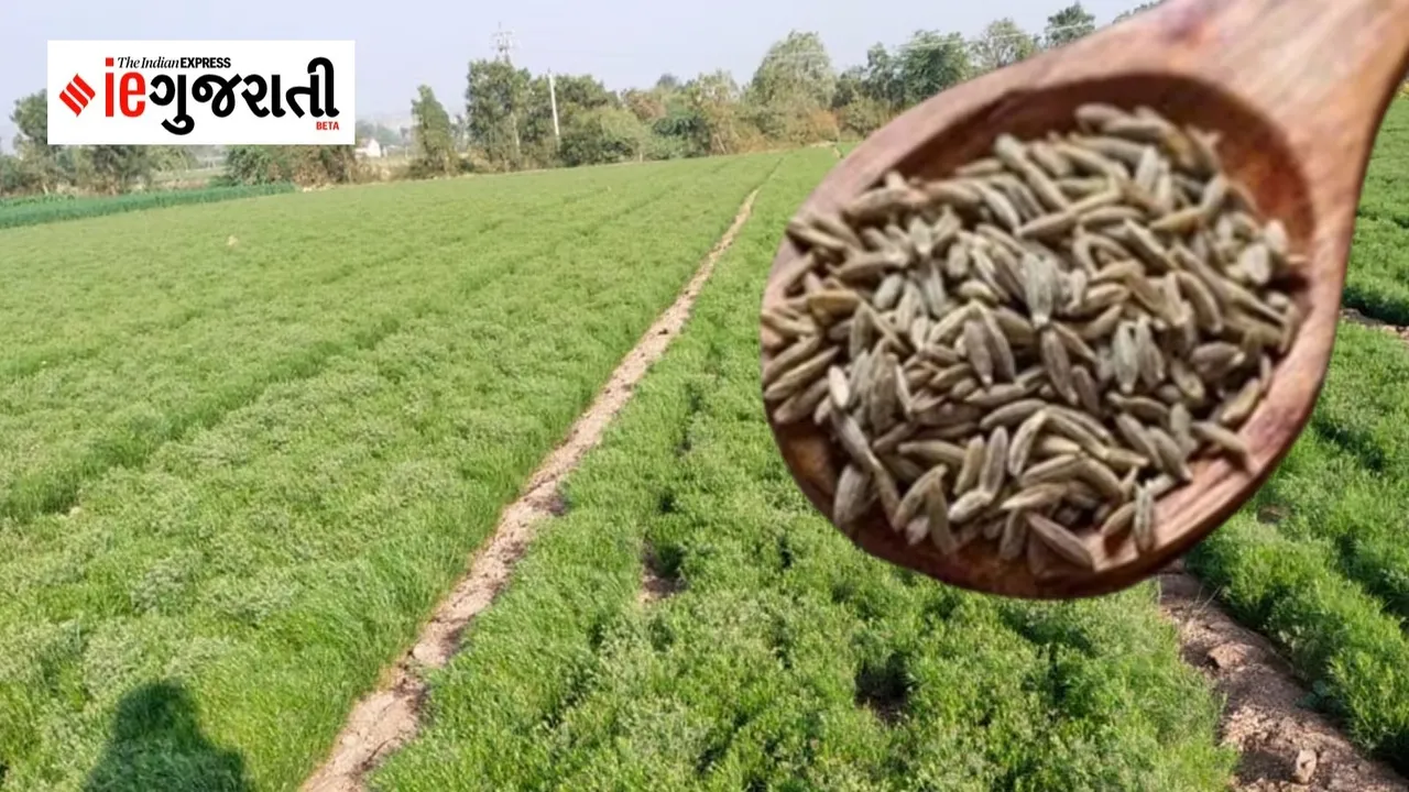 Gujarat | Rajasthan | jeera cultivation | Farmers