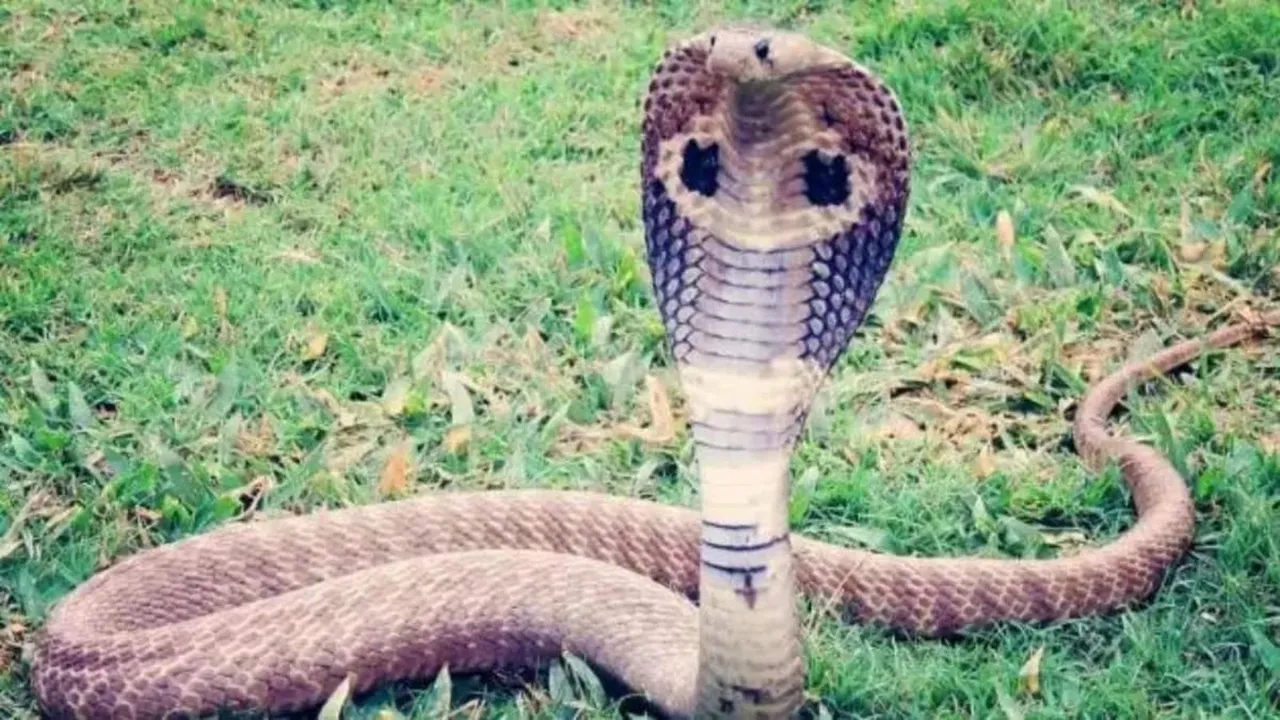 Husband Used King Cobra Wife murder odisha
