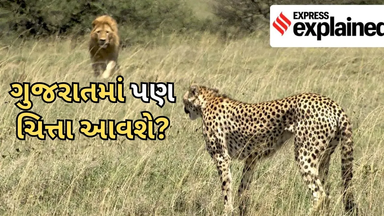 Cheetahs in Gujarat