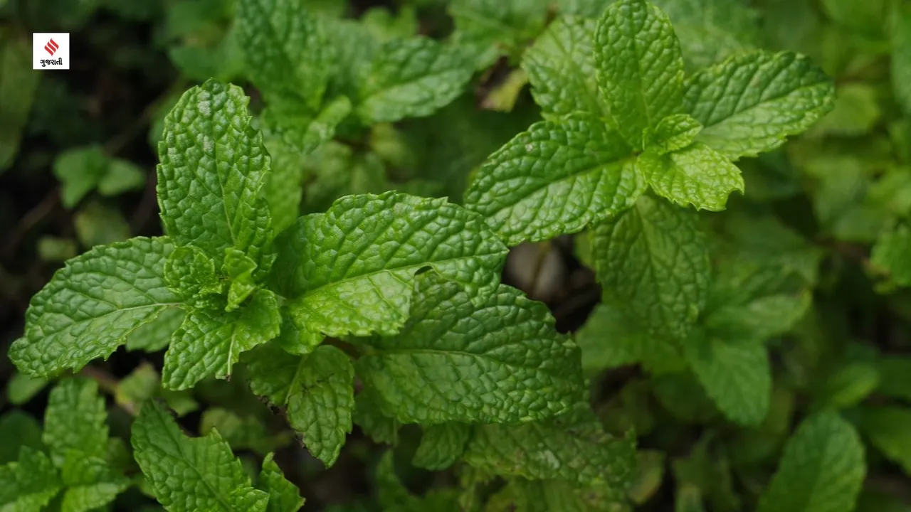 Health Benefits Of Peppermint
