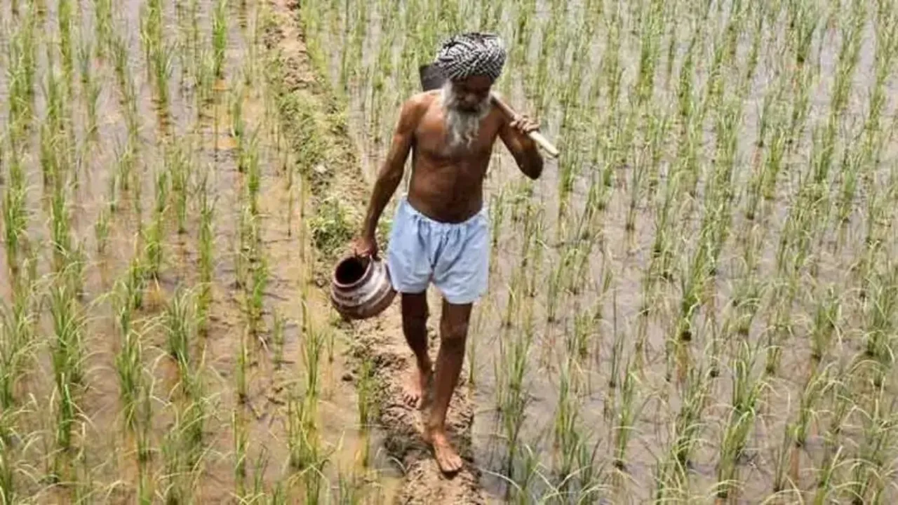 Kharif crops MSP, Kharif crops, MSP