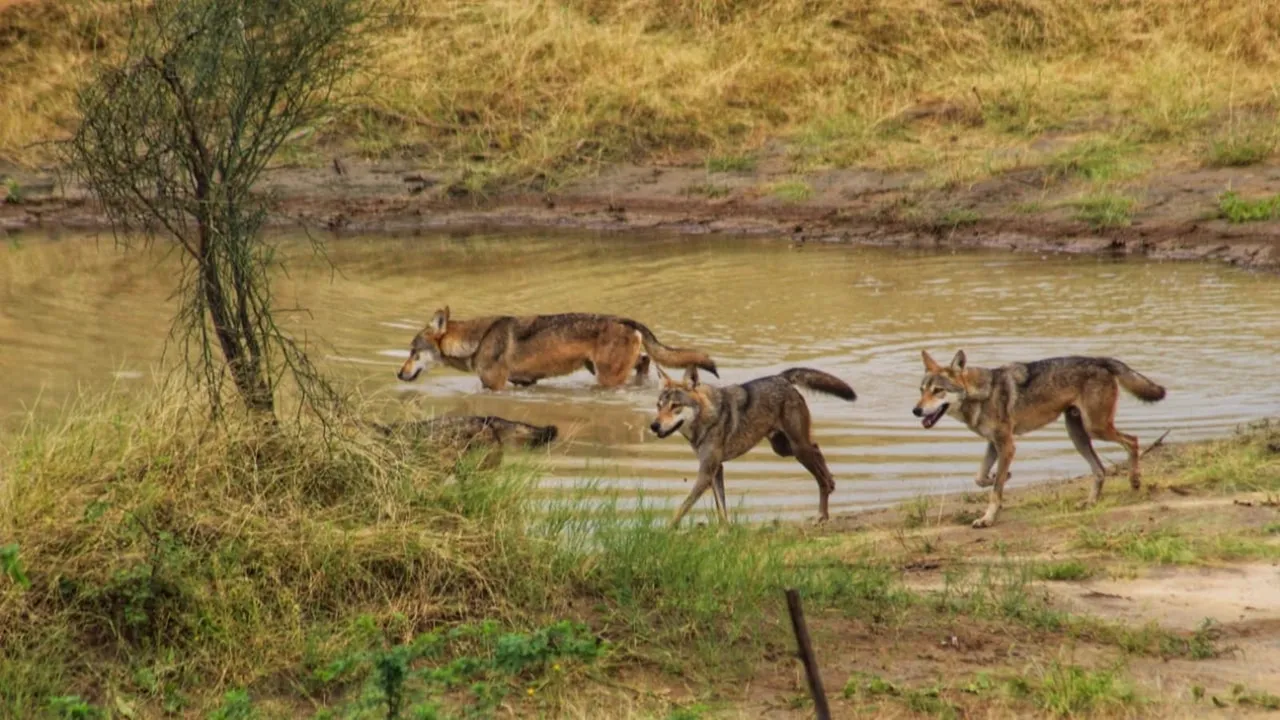 wolves in forests of Gujarat