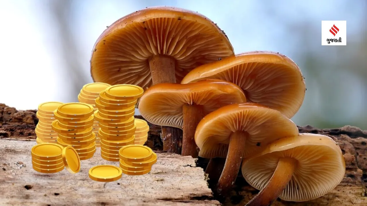 mushroom | gold from mushroom | gold | gold coin
