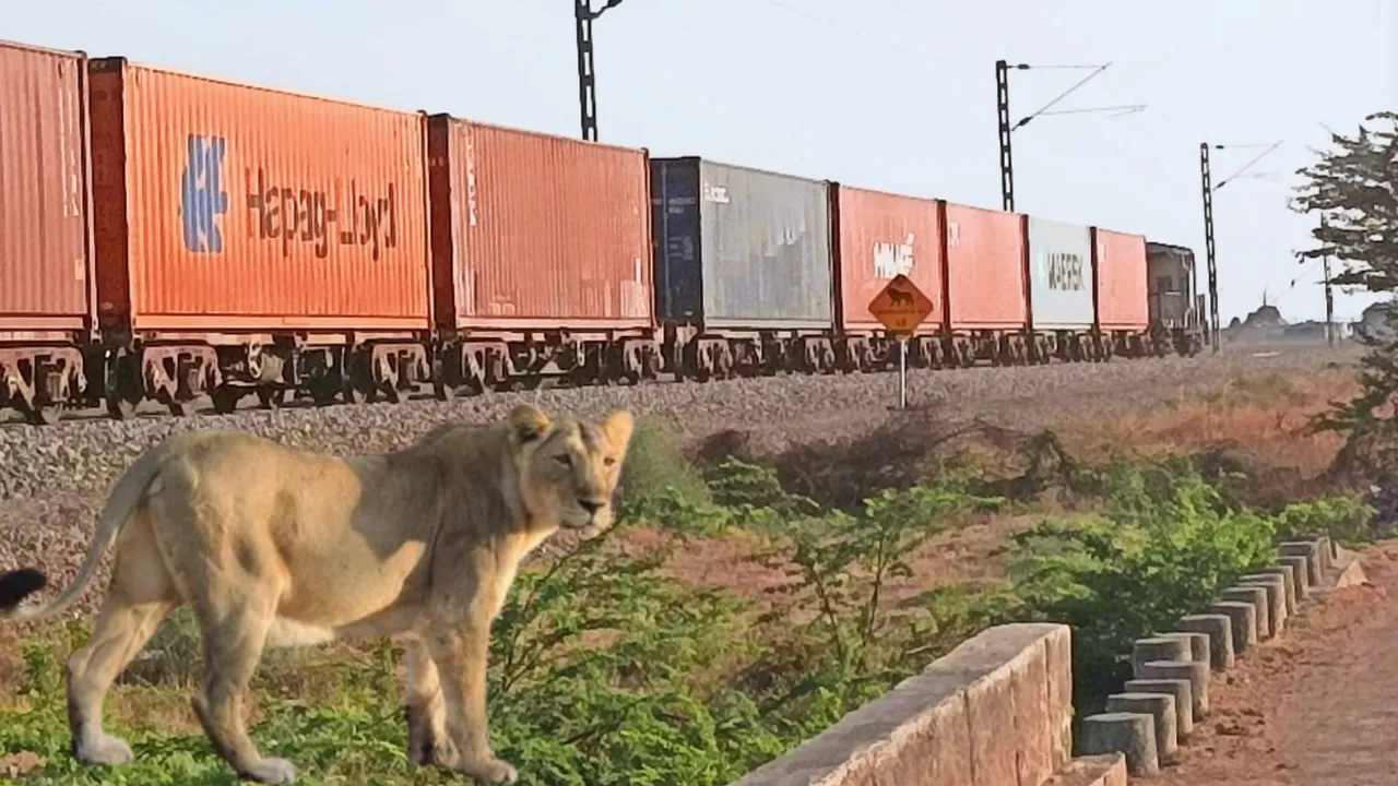 Lion dies hit by train