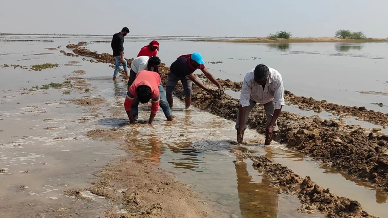 salt pans | Narmada water | agariyas