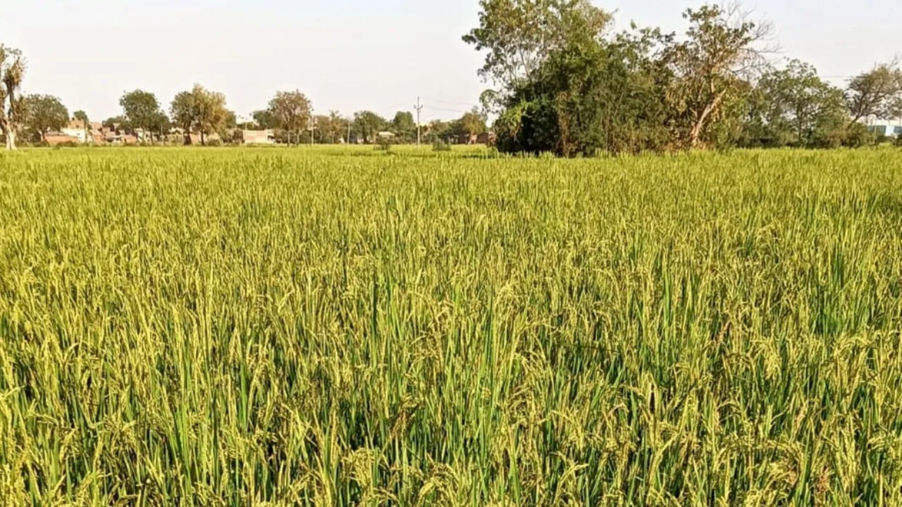 Gujarat sowing of Dangar in Summer