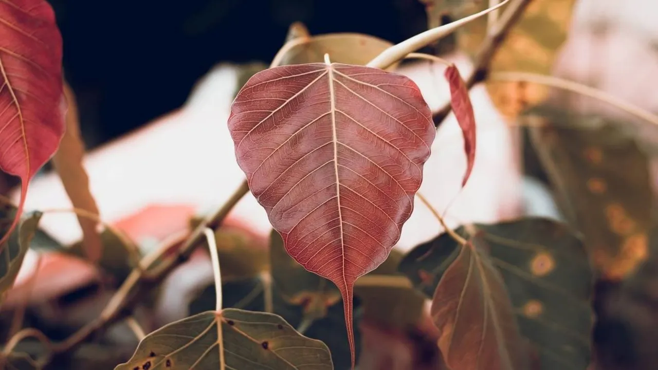 How To Remove Peepal Tree from house Wall