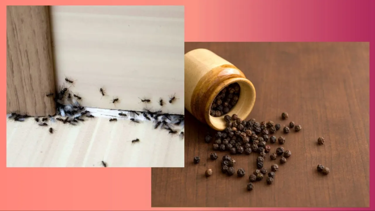 ant repellent home remedy, lifestyle