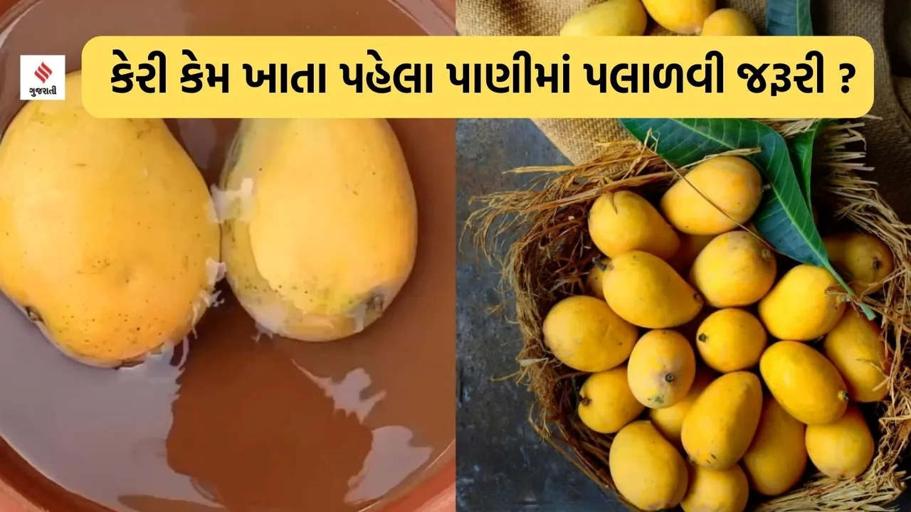 mangoes summer special diet fruits why mangoes should be soaked in water before eating summer health tips