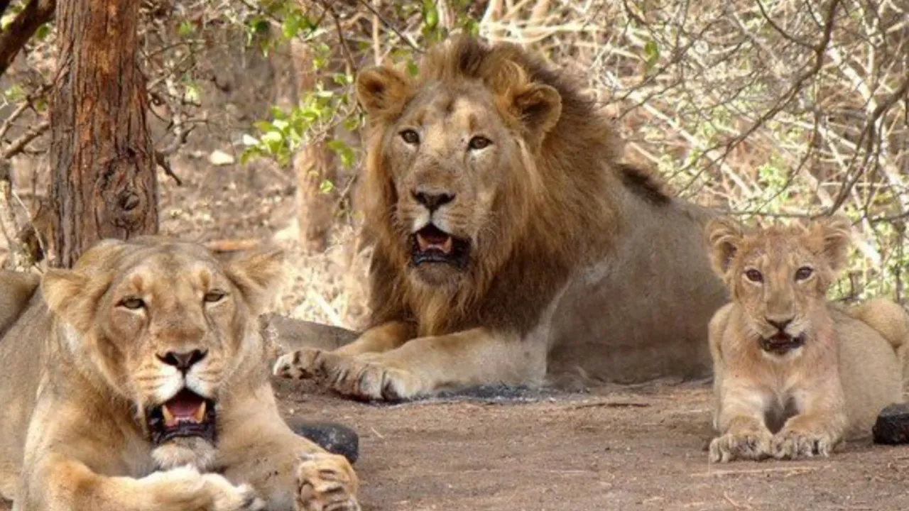 world lion day 2024, world lion day