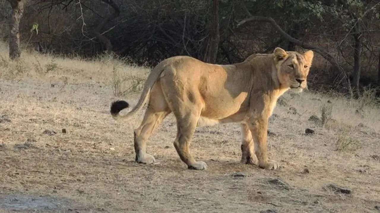Lion Dead Body Found in Jamnagar