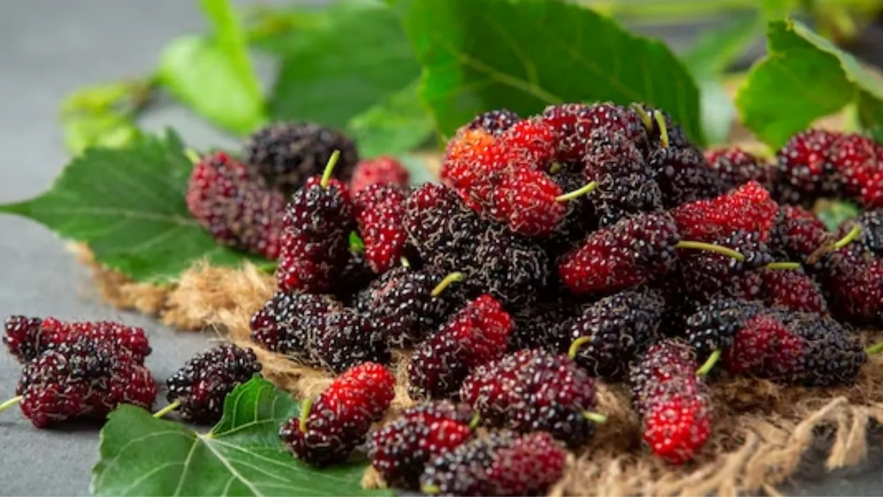 Mulberry Benefits