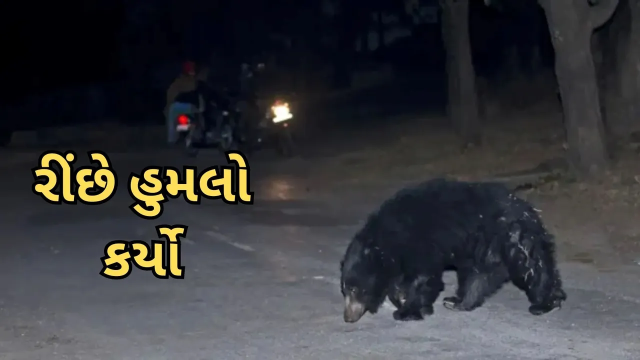 Chota Udaipur Bear attack