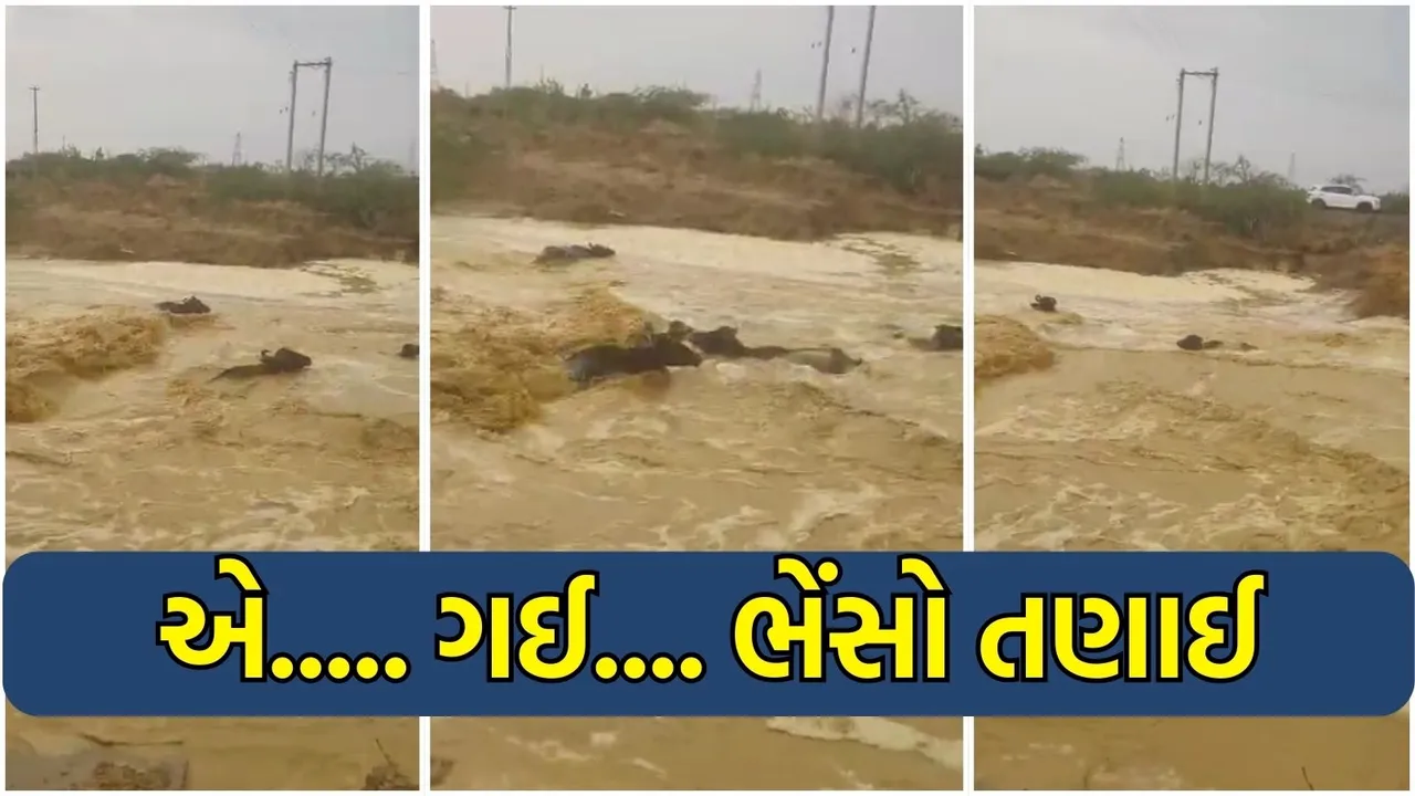 Gujarat rain kutch buffaloes viral video