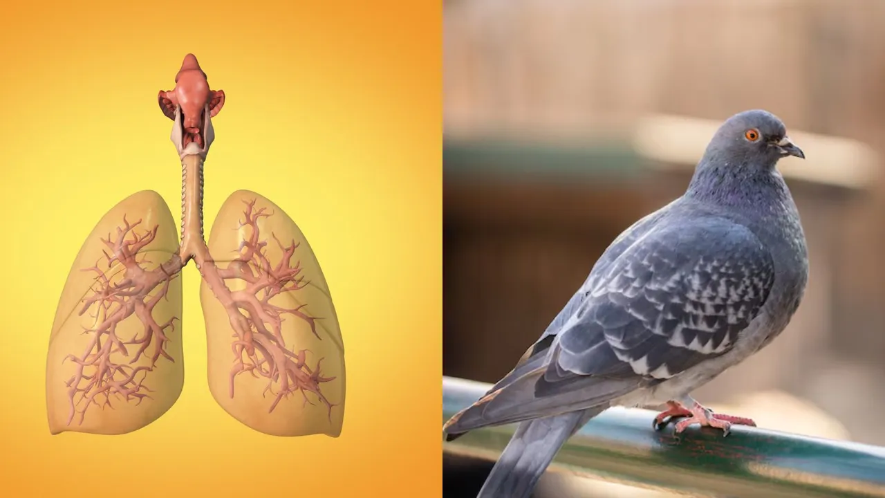 Pigeon Allergy to humans