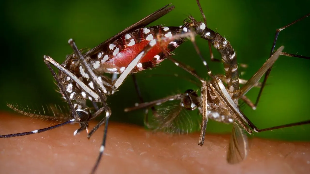 Dengue alert dengue symptoms testing prevention vaccine