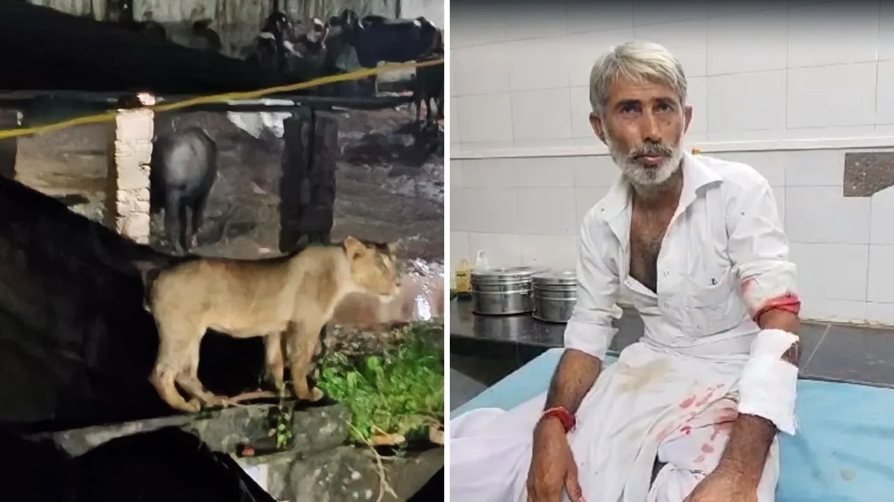 Lion Attack On Maldhari In Amreli | Lion Attack video