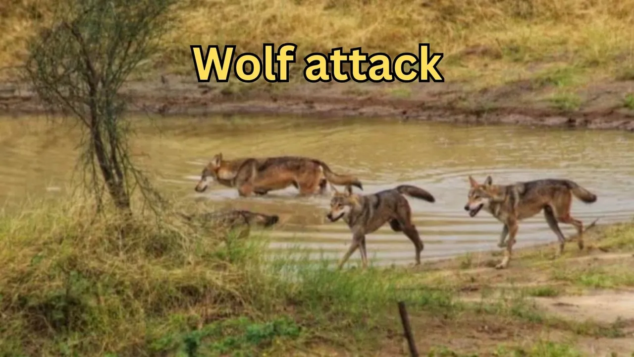 Wolf attack Uttar Pradesh