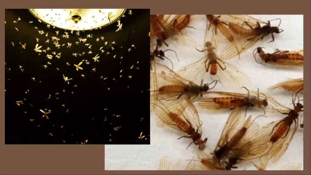 light insects in rainy season, Rain