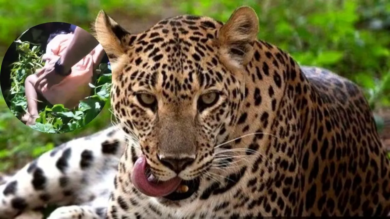 Leopard attack, Death, Gujarat,ગીર સોમનાથ, દીપડાનો હુમલો,