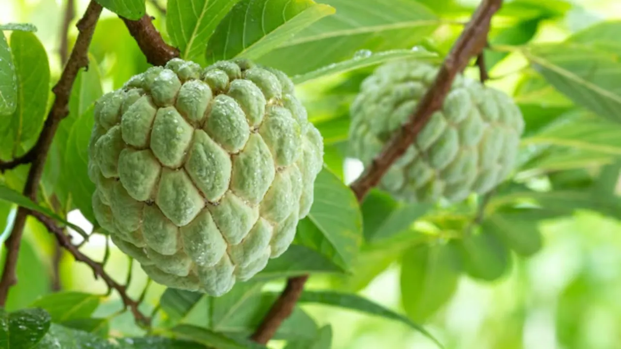 Custard Apple Benefits