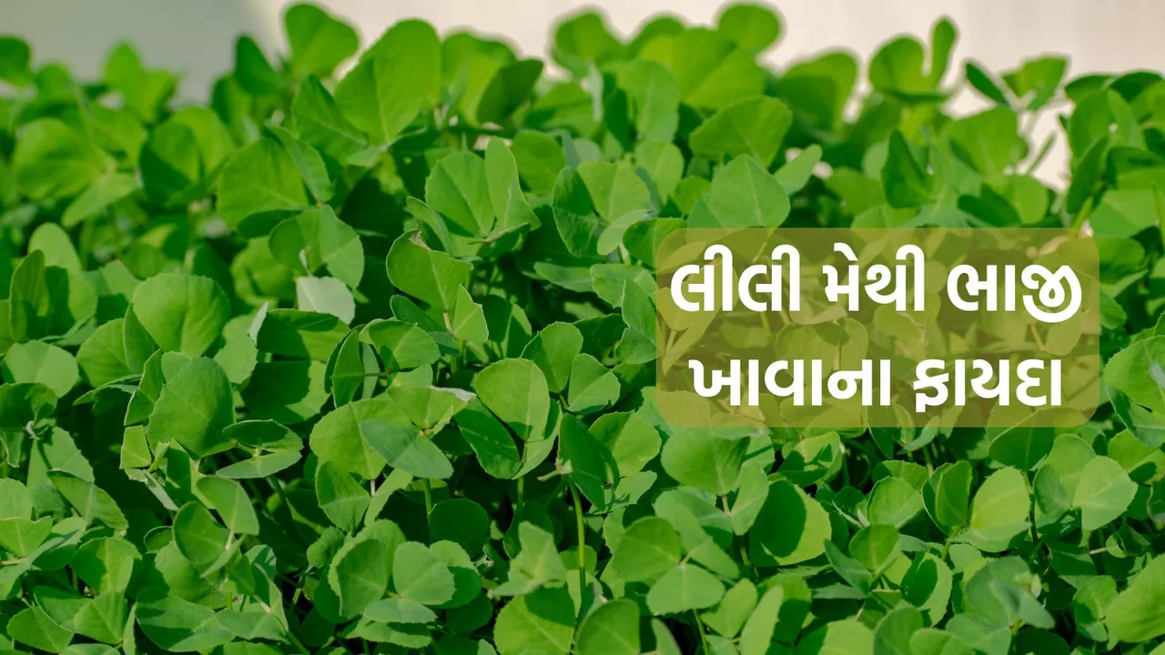 Green Fenugreek | Green Fenugreek Health Benefits | green fenugreek leaves benefits | green fenugreek recipe | methi nu shak | Lili Methi Nu Shak