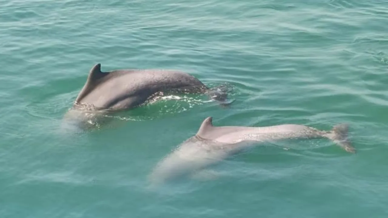 dolphins in Gujarat, 680 dolphins, Gujarat coast,