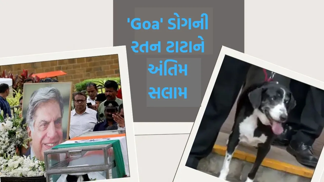 ratan tata pet dog Goa, ratan tata