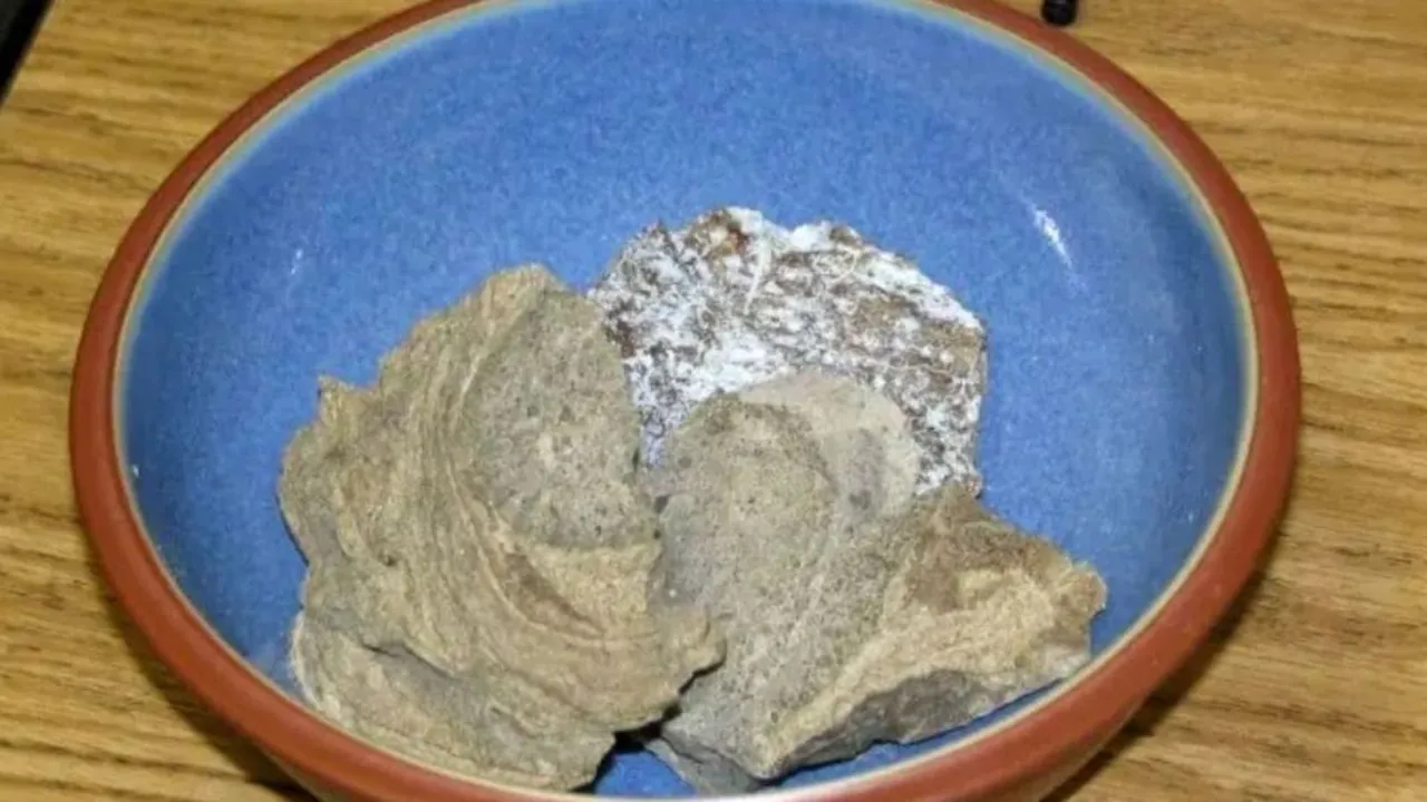 Bhavnagar, Bhavnagar Police, Whale Fish Vomit,