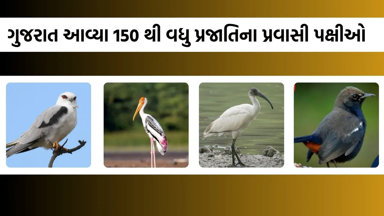 Migratory Birds in Kutch, Migratory Birds in Nal Sarovar,