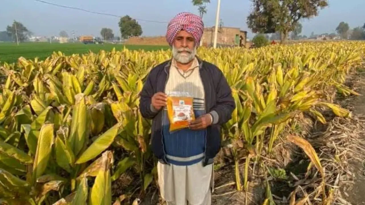 punjab farmer haldi, Turmeric cultivation, Turmeric farmer,