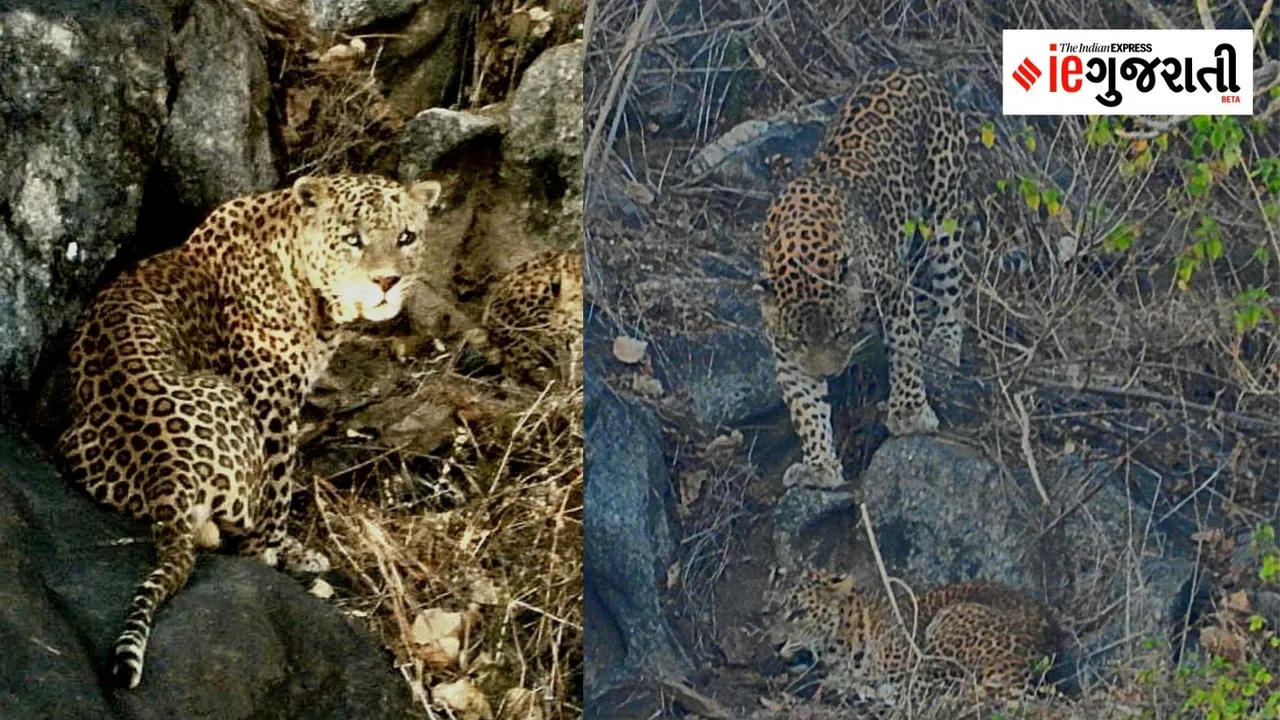 Leopard pair in Mount Abu, Safari park in Mount Abu,