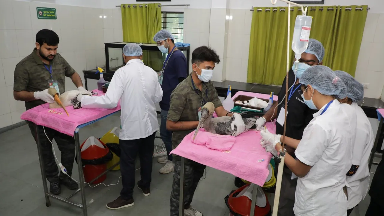 Uttarayan accident, Makar Sankranti Uttarayan, Ahmedabad,