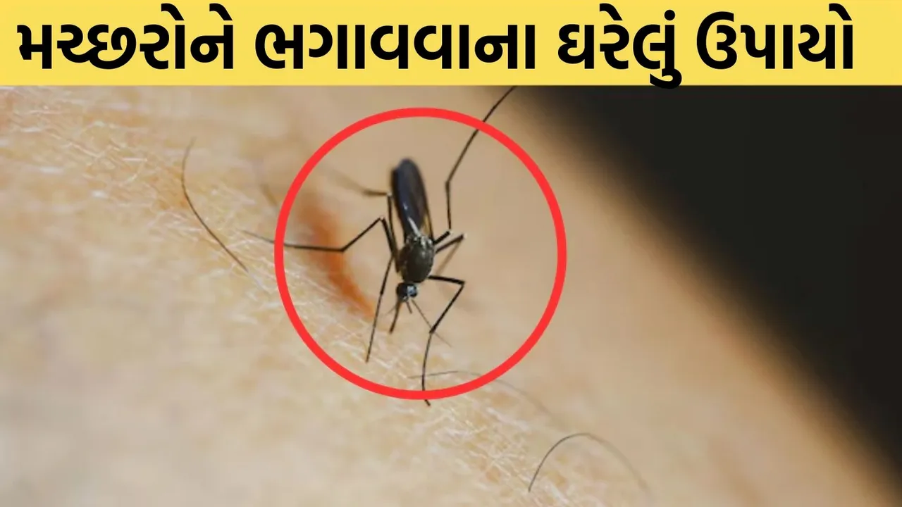 mosquitoes, how to get rid of mosquitoes at home