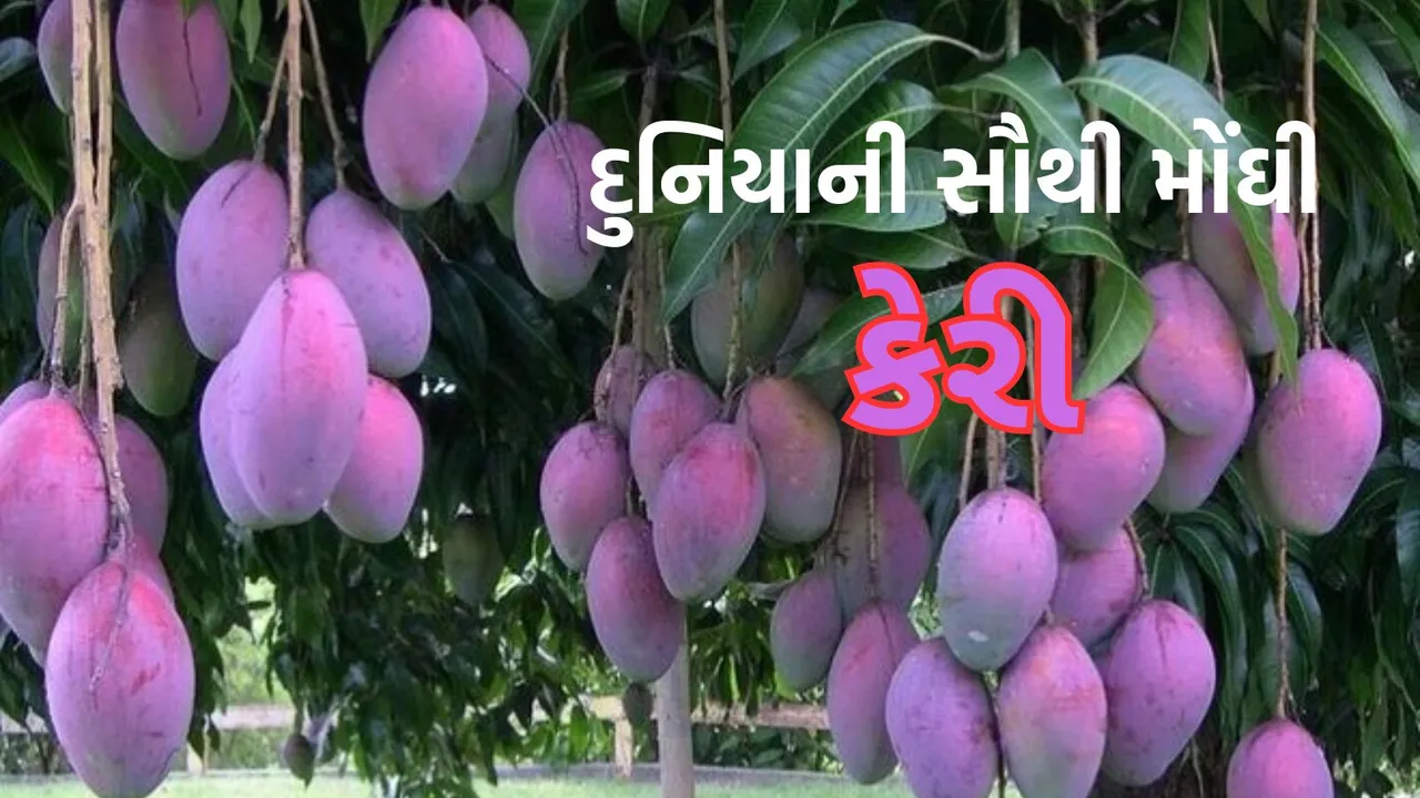Miyazaki Mango | World Most Expensive Mango | World Most Expensive Mango Name | Miyazaki Mango Price | Mango