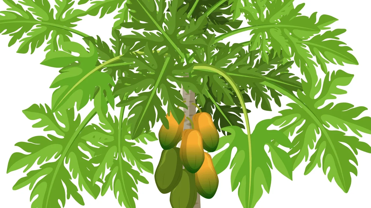 papaya pan benefits: પપૈયા પાન ખાવાના ફાયદા ઉપયોગ અને ગેરફાયદા । papaya leaves juice benefits papaya pan khavana Fayda