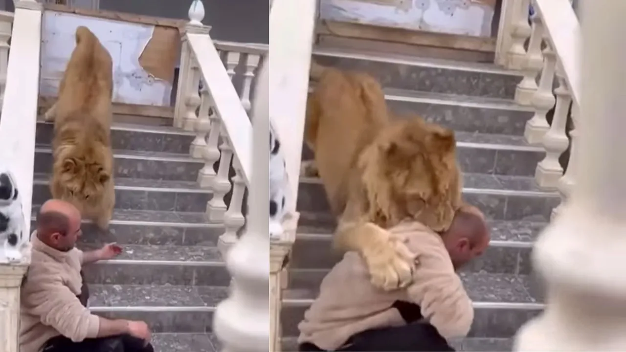 Lion attack, Viral Video, Viral news