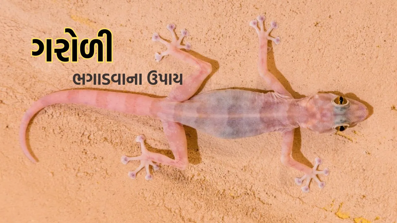 Lizard | Lizard Repellent Tips