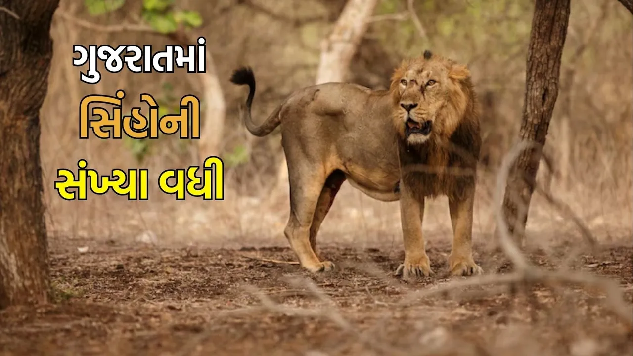 Gujarat Asiatic lions census