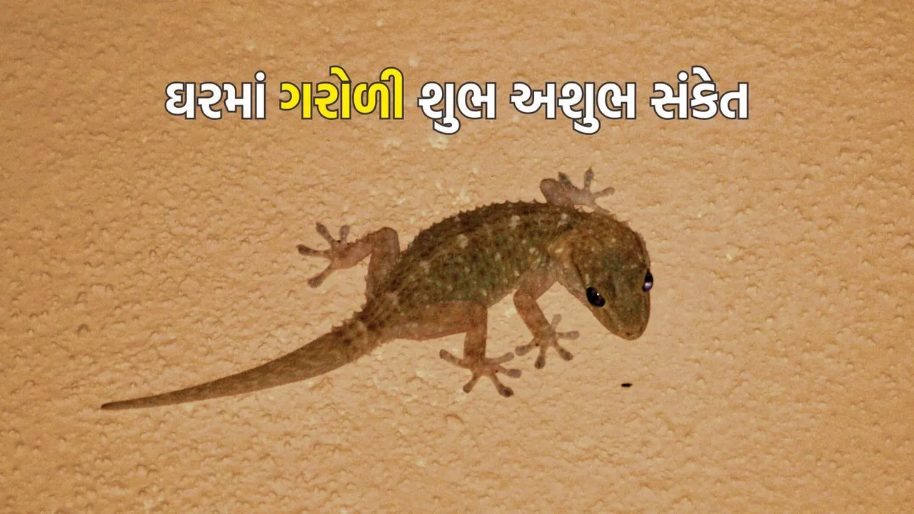 Lizard In Home Good or Bad | Lizard | Garoli | chipkal ke shubh ashubh sanket | Garoli na shubh ashubh sanket | vastu tips
