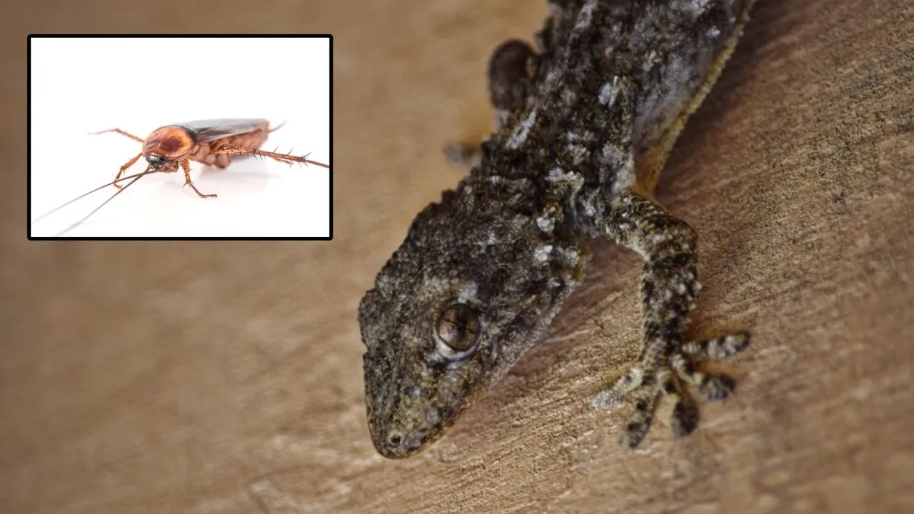 Ways to get rid of lizards, ways to get rid of cockroaches
