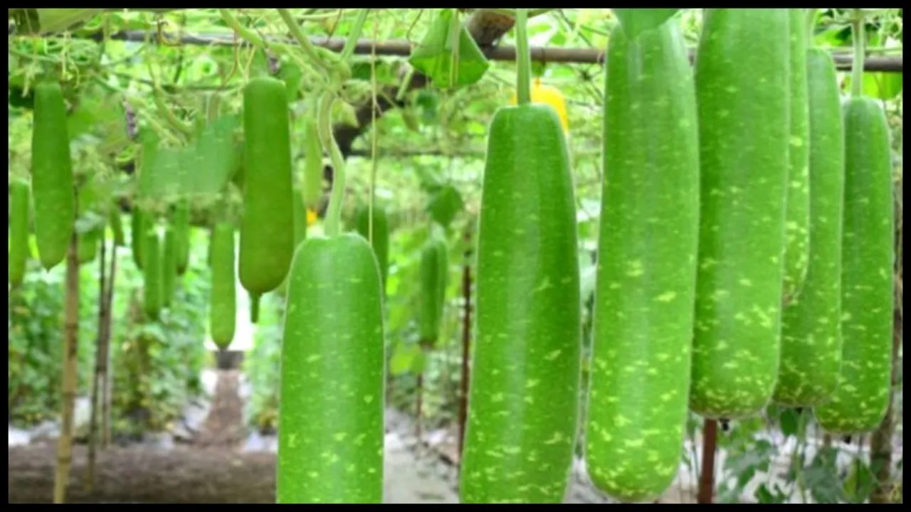 Bottle gourd, Health Tips