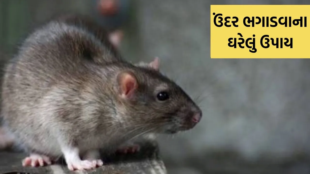 rats from house, home remedies to get rid of rats