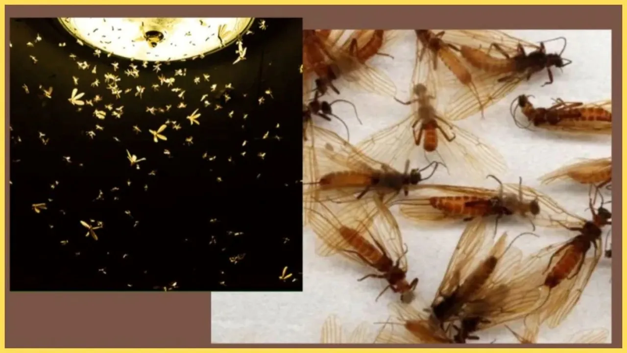 How to get rid of insects, Monsoon 2025