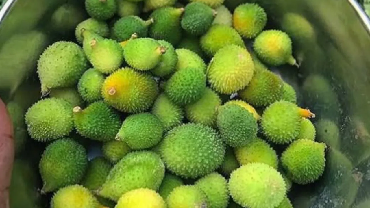 Kantola benefits in gujarati