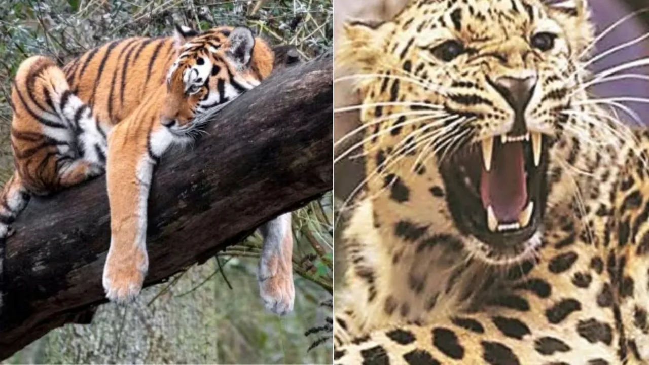 Tigers vs leopards, Tigers, leopards