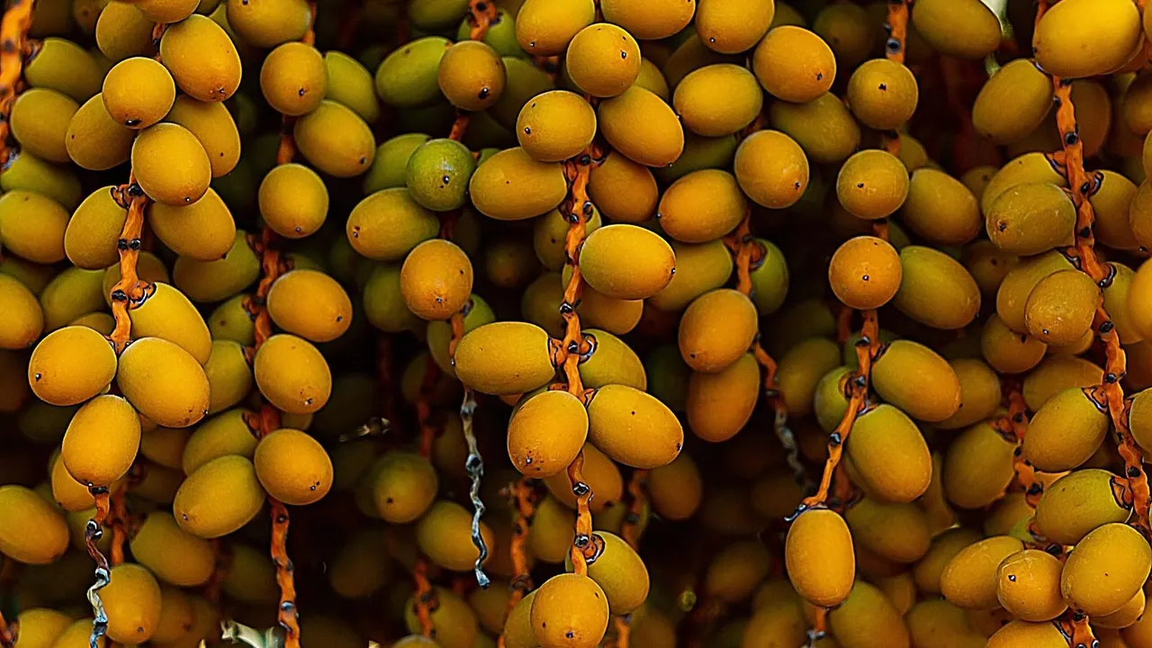 fresh dates benefits in gujarati । ખલેલા ખાવાના ફાયદા